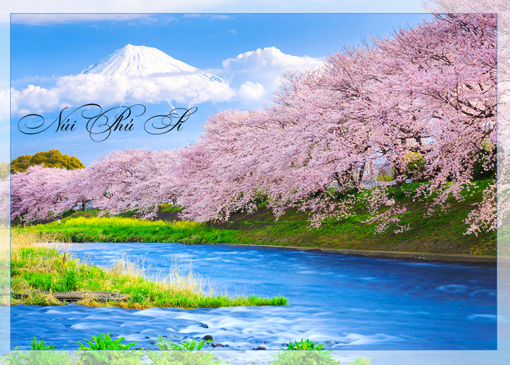 Du lịch Nhật Bản mùa hoa Anh Đào giá tốt (2015)